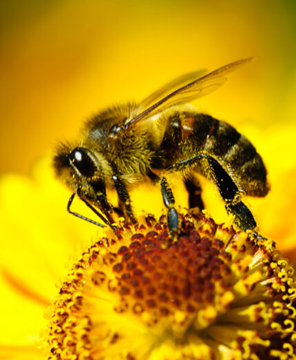 Ape, insetto, impollinazione, natura, ambiente (depositphotos.com)