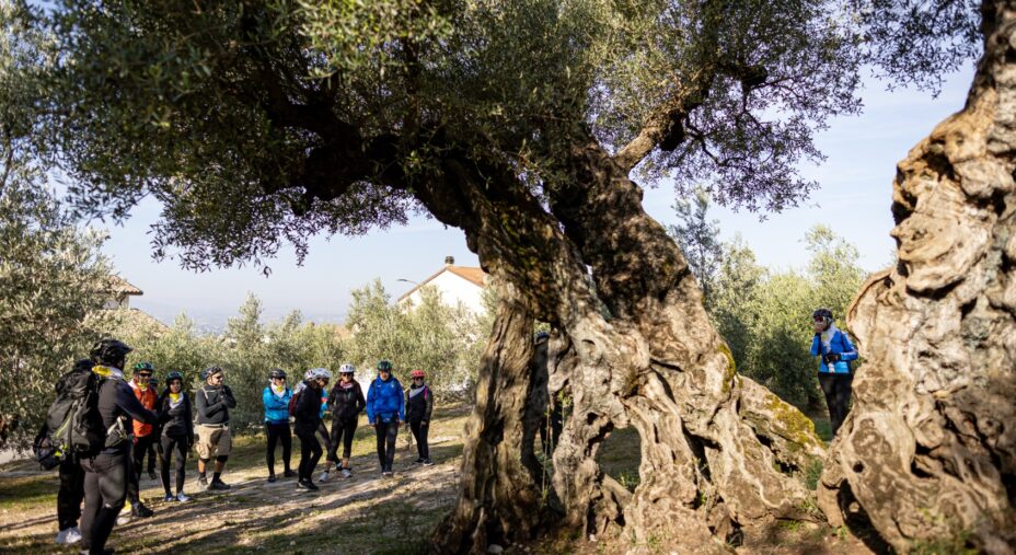 La Grande Pedalata, Trevi, ciclisti in visita all'ulivo secolare