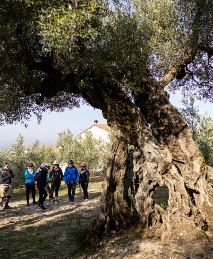 La Grande Pedalata, Trevi, ciclisti in visita all'ulivo secolare