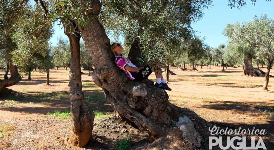 Ciclostorica Puglia, ciclista sull'ulivo