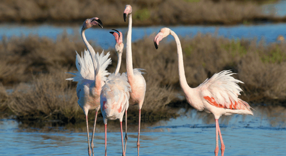 Fenicotteri (foto Flavio Bianchedi)