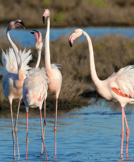 Fenicotteri (foto Flavio Bianchedi)