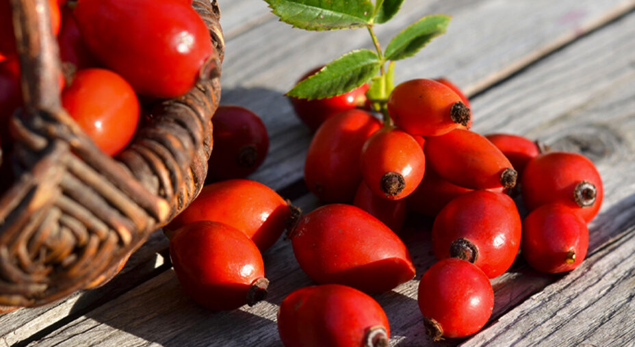 Rosa canina, alimentazione (depositphotos.com)
