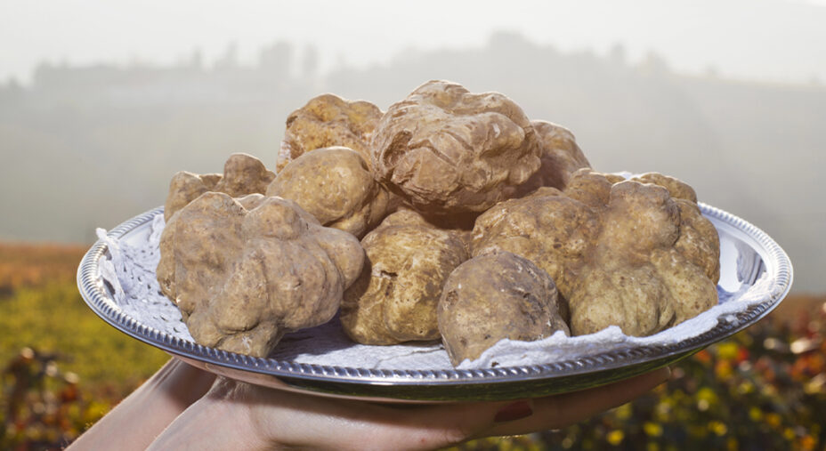 Alimentazione, tartufo, benessere, tartufi bianchi delle Langhe (depositphotos.com)