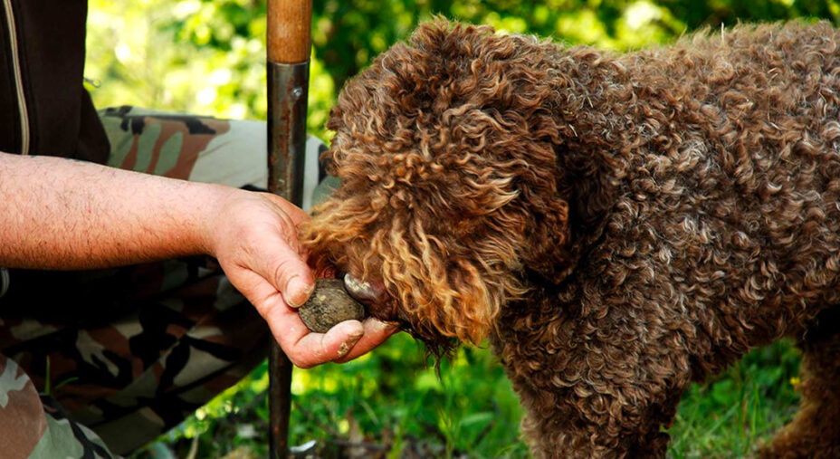 Alimentazione, tartufo, benessere, lagotto (immagine tartufo.com)
