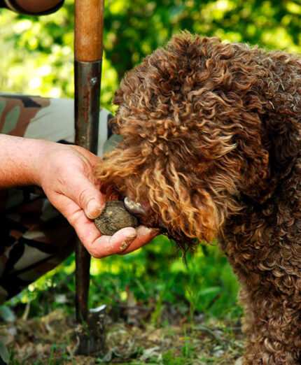 Alimentazione, tartufo, benessere, lagotto (immagine tartufo.com)
