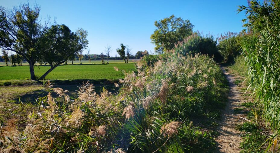 Sentiero Pasolini, un tratto del sentiero