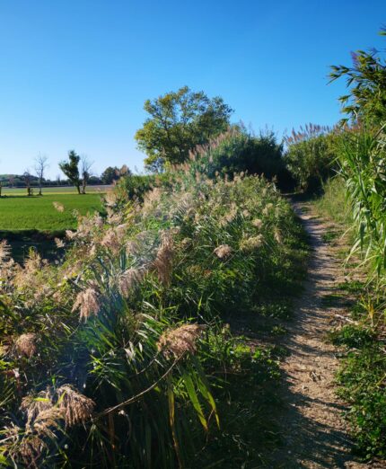Sentiero Pasolini, un tratto del sentiero