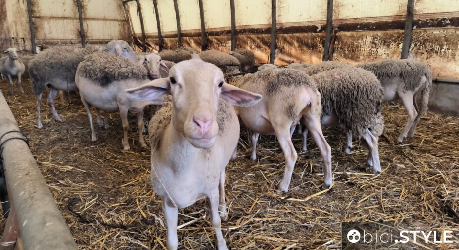 Ciclovie della Transumanza in Abruzzo, pecora dell'Azienda Agricola Macrini