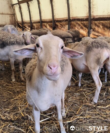 Ciclovie della Transumanza in Abruzzo, pecora dell'Azienda Agricola Macrini