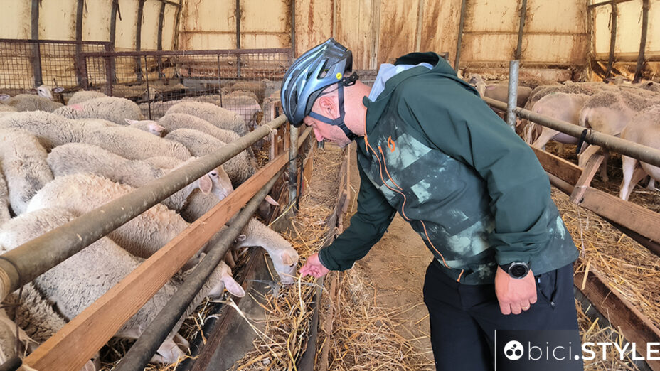 Ciclovie della Transumanza in Abruzzo, ciclista, pecore, ovile