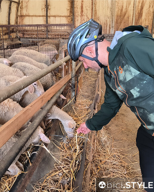 Ciclovie della Transumanza in Abruzzo, ciclista, pecore, ovile