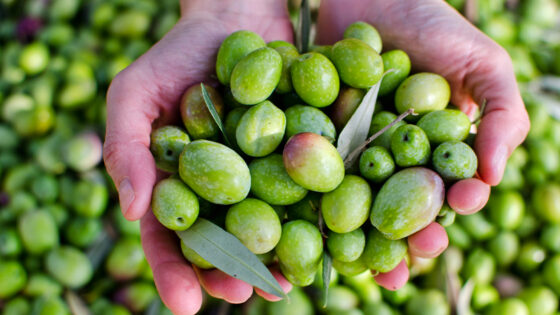 Olio nuovo, raccolta delle olive, agricoltura, alimentazione (depositphotos.com)