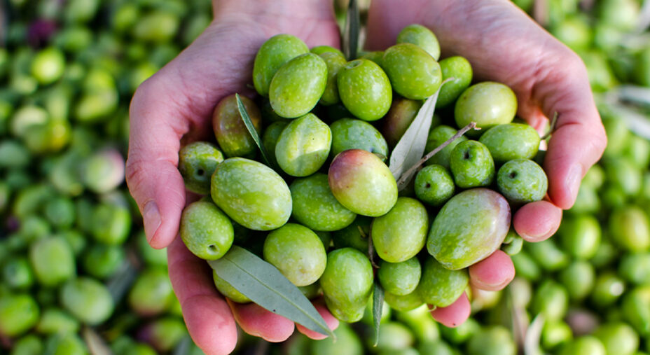 Olio nuovo, raccolta delle olive, agricoltura, alimentazione (depositphotos.com)