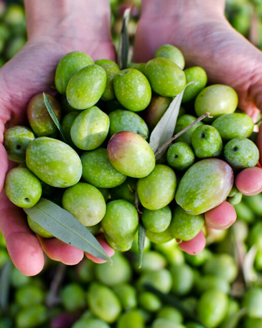 Olio nuovo, raccolta delle olive, agricoltura, alimentazione (depositphotos.com)