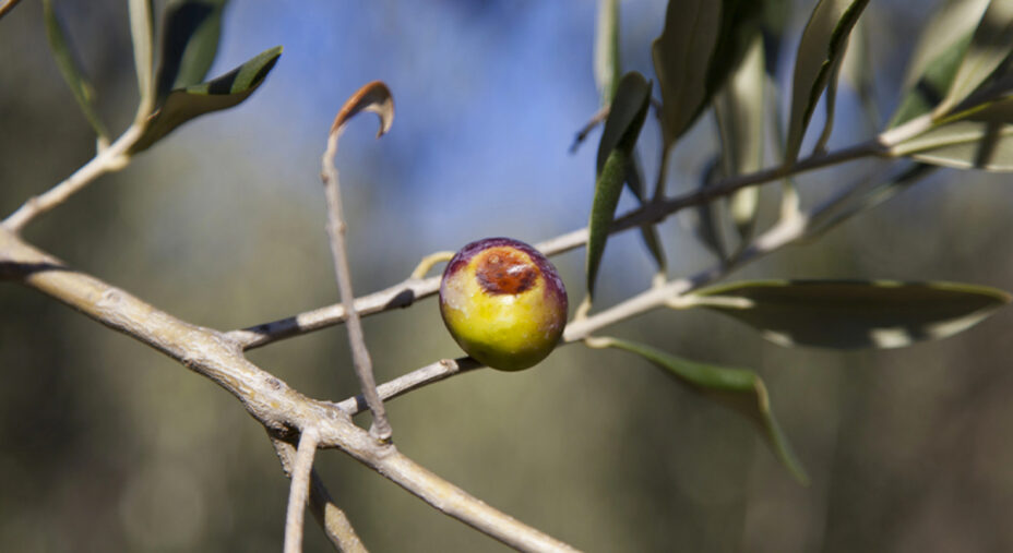 Fra le cause di cattivo raccolto o raccolto perso, la mosca olearia è fra le più insidiose (depositphotos.com)