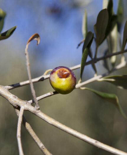 Fra le cause di cattivo raccolto o raccolto perso, la mosca olearia è fra le più insidiose (depositphotos.com)