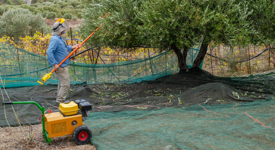 La raccolta delle olive avviene con l'uso dell'abbacchiatore pneumatico o anche elettrico (depositphotos.com)
