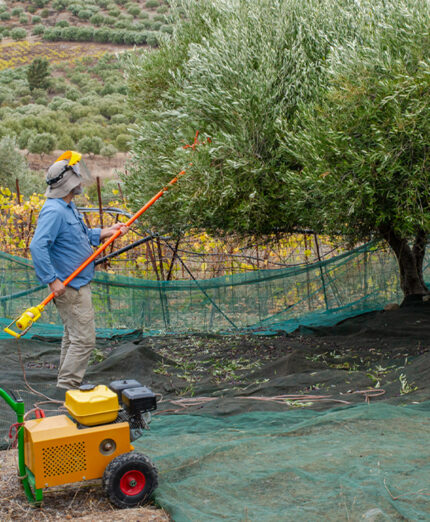 La raccolta delle olive avviene con l'uso dell'abbacchiatore pneumatico o anche elettrico (depositphotos.com)