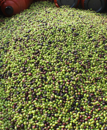 Le olive vengono conferite al frantoio. Vengono private delle foglie, pesate e avviate alla macina (depositphotos.com)