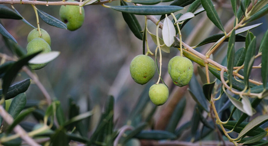 E poi c'è la grandine, che danneggia l'oliva e spesso, col vento, la fa cadere (depositphotos.com)