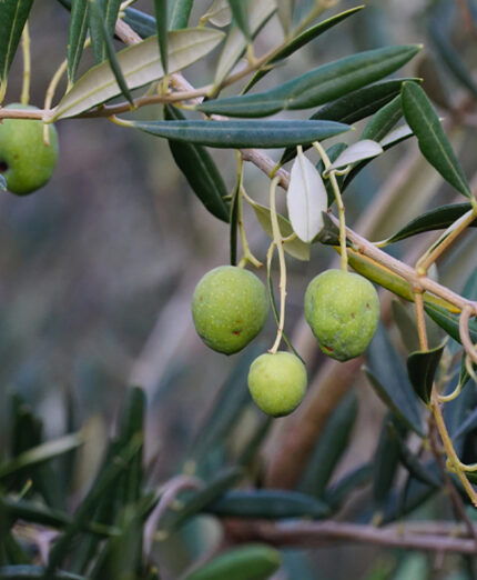 E poi c'è la grandine, che danneggia l'oliva e spesso, col vento, la fa cadere (depositphotos.com)