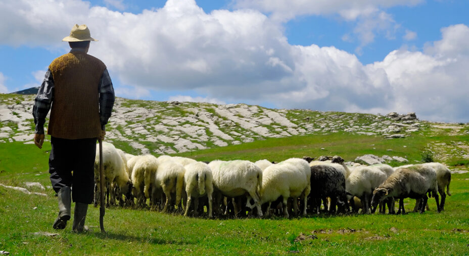 Alimentazione, formaggio, tradizione, pecorino, pecora, pastore (depositphotos.com)