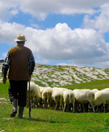 Alimentazione, formaggio, tradizione, pecorino, pecora, pastore (depositphotos.com)