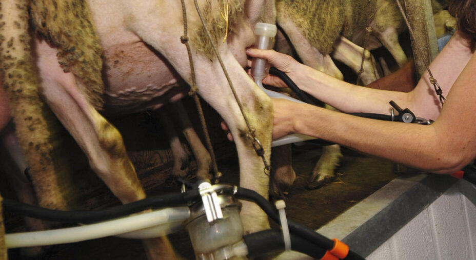 Alimentazione, formaggio, tradizione, pecorino, pecora (depositphotos.com)