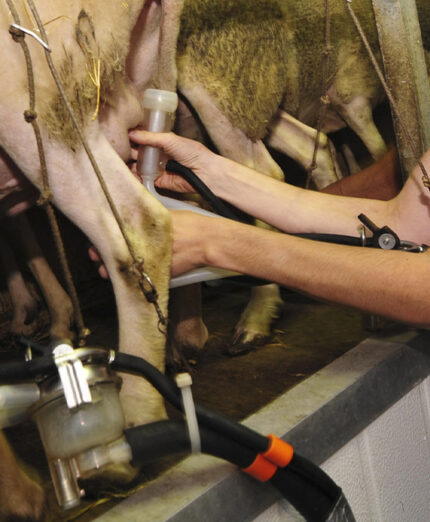 Il latte di pecora offre un elevato contenuto proteico e di calcio, vitamine e minerali che supportano le ossa e il sistema immunitario (depositphotos.com)