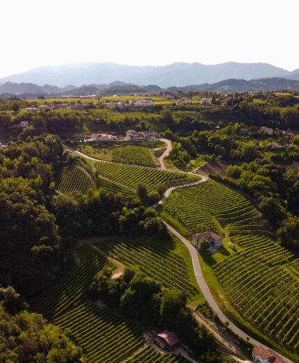 Salita Muro Ca' del Poggio, vigneti