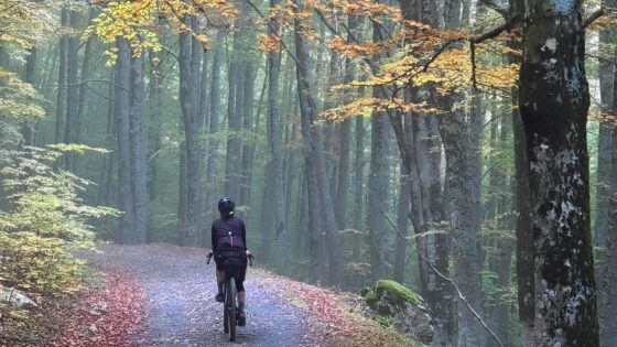Pollino-Sybaris, bikepacking nel bosco