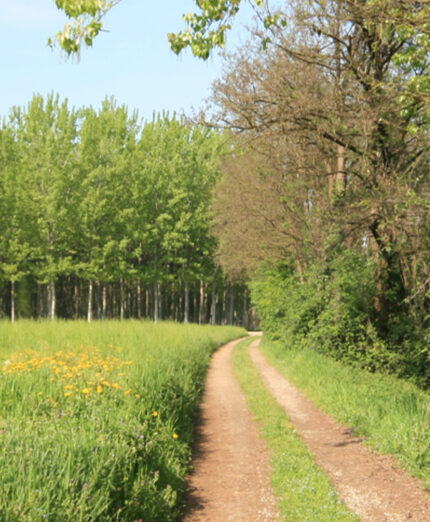 La Ciclabile delle Murate è una delle principali arterie ciclistiche cremonesi