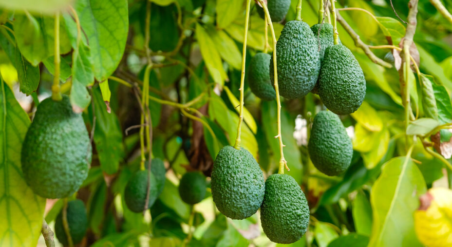 Esiste da qualche anno anche una produzione italiana dell'avocado, con vantaggi su prezzi e freschezza (depositphotoscom)