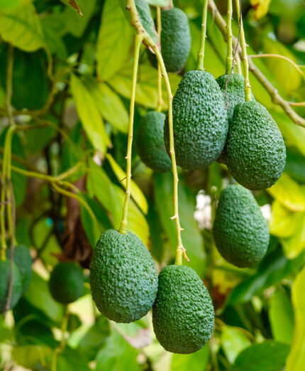 Esiste da qualche anno anche una produzione italiana dell'avocado, con vantaggi su prezzi e freschezza (depositphotoscom)