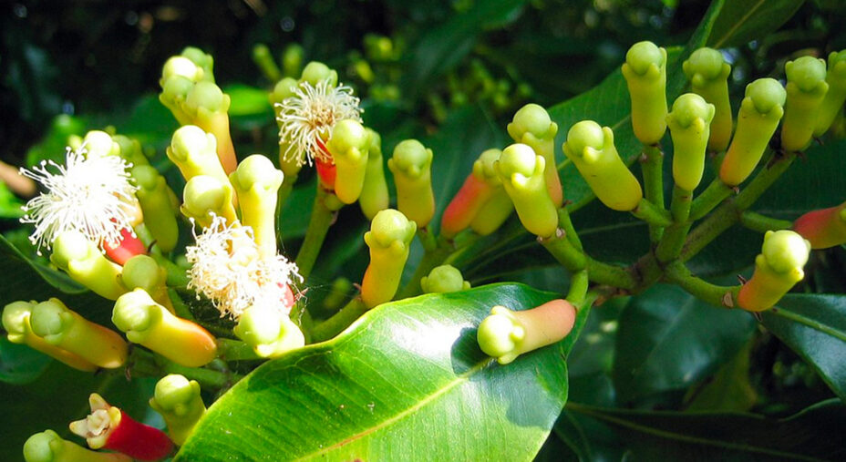 I chiodi di garofano derivano dalla Syzygium aromatica (foto Tinofrey)