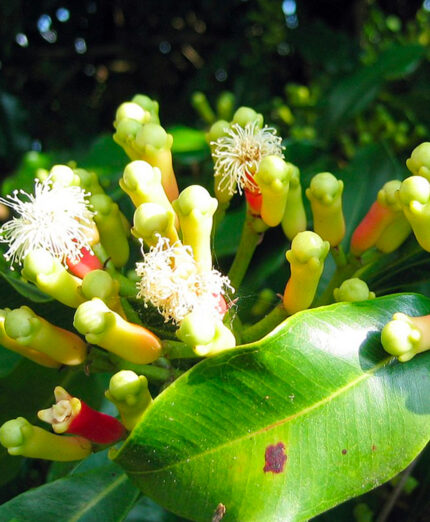 I chiodi di garofano derivano dalla Syzygium aromatica (foto Tinofrey)