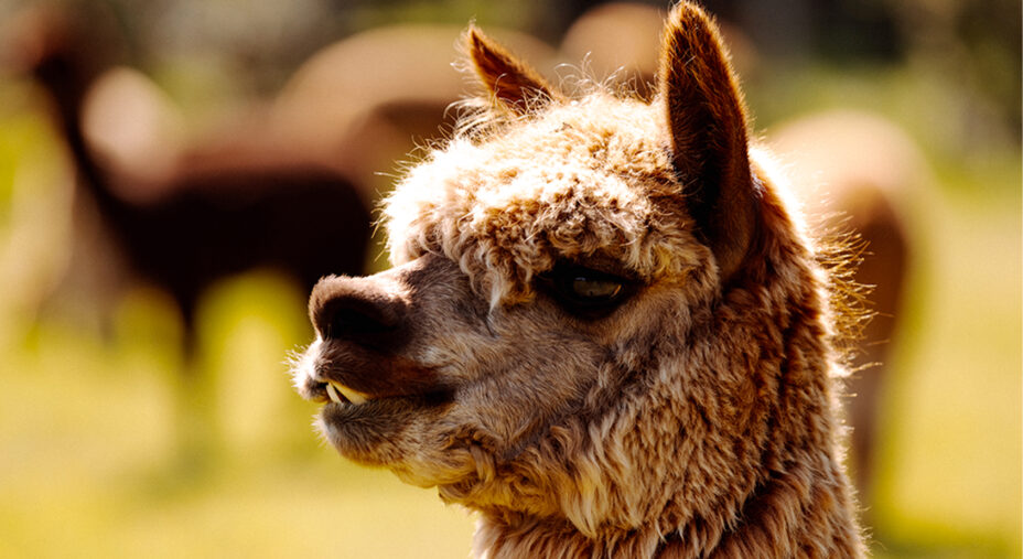 I puma non si sono visti, ma questo lama curioso attra l'attenzione (foto Aurum)