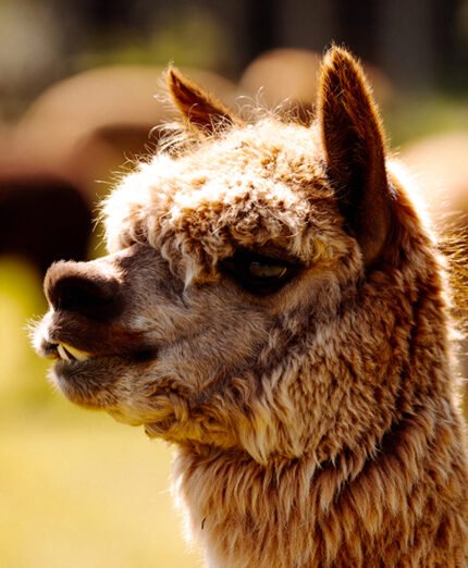 I puma non si sono visti, ma questo lama curioso attra l'attenzione (foto Aurum)