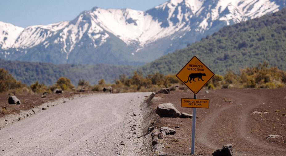 Il cartello è un po' inquietante, ma per fortuna il puma non si farà vedere (foto Aurum)