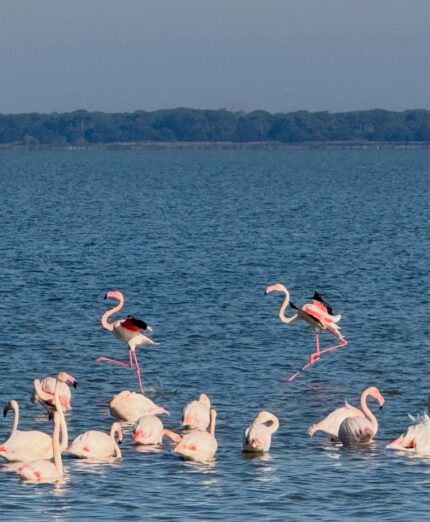 Rapha Festive 500, foto Fabio Carlini, fenicotteri, Delta del Po