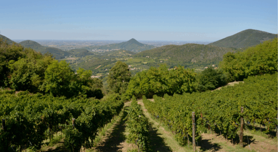 Colli Euganei The Wild Woods