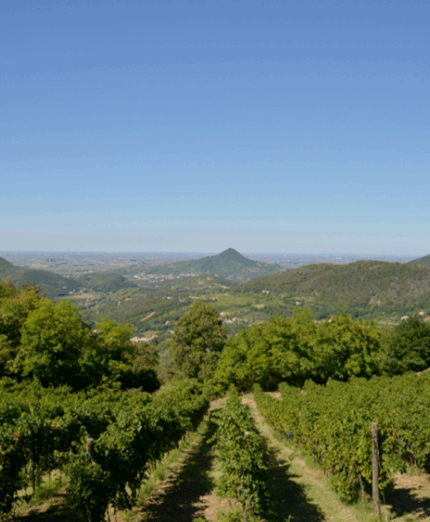 Colli Euganei The Wild Woods