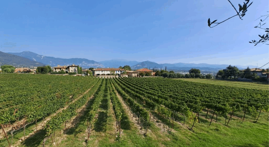 Franciacorta, vigneti