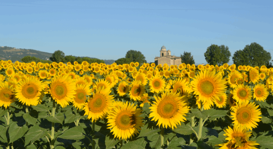 Girasoli, paesaggio, natura