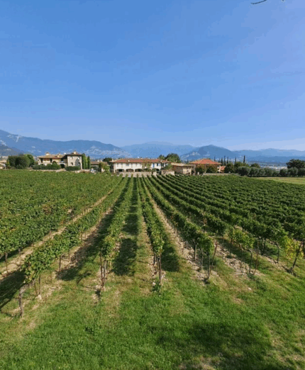 Franciacorta, vigneti