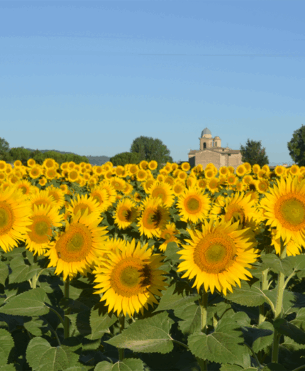 Girasoli, paesaggio, natura