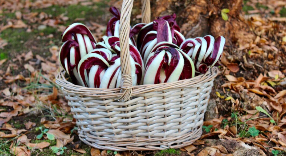 Il radicchio rosso di Treviso IGP nella versione tardiva è il più ricercato