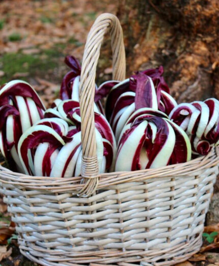 Il radicchio rosso di Treviso IGP nella versione tardiva è il più ricercato