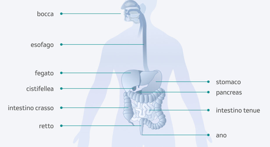 La digestione inizia dalla bocca con la corretta masticazione (immagine msd-gesundheit.ch)